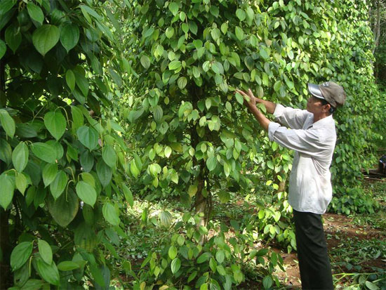 Tạo hoặc chừa nhánh mọc theo phương ngang, rất dễ làm chồi và tạo ánh sáng cho đỉnh nọc.