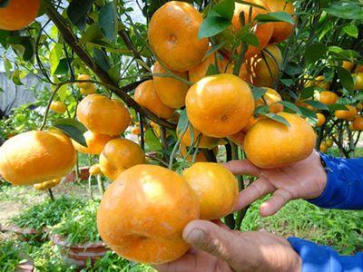 Bón phân đúng cách, cam quýt cho nhiều hoa và trái ngọt - Ảnh 1