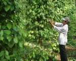 Quy trình trồng, chăm sóc và bảo vệ cây hồ tiêu