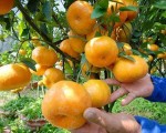 Cách chăm sóc cây cam, quýt đúng kỹ thuật cho cây sai quả
