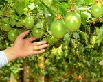 KINH NGHIỆM SỬ DỤNG PHÂN BÓN TRÊN CÂY CHANH DÂY