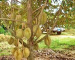 KINH NGHIỆM SỬ DỤNG PHÂN BÓN CHO CÂY SẦU RIÊNG