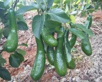 Quy trình kỹ thuật canh tác cây bơ ghép