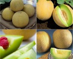 Hướng dẫn kỹ thuật trồng dưa lưới (Cucumis Melon L.) Trong nhà màng (tiếp theo)