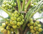 KINH NGHIỆM SỬ DỤNG PHÂN BÓN TRÊN CÂY DỪA