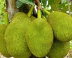 Kỹ thuật trồng mít nghệ cao sản