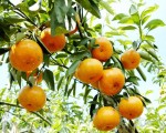 Bón phân đúng cách, cam quýt cho nhiều hoa và trái ngọt