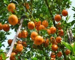 Kỹ thuật trồng quýt đường