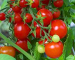 Quy trình kỹ thuật trồng cây cà chua