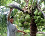 Lần đầu tiên, Việt Nam xuất siêu trái cây sang Thái Lan
