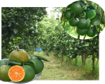 Phát triển cam sành trên đất lúa