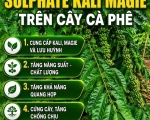 Phân bón Sulphate Kali Magie - Biện pháp hiệu quả trên cây cà phê